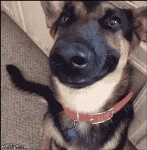Smiling Dog German Shepherd GIF