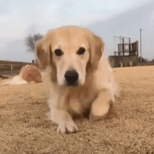 Smiling Dog Golden Retriever GIF