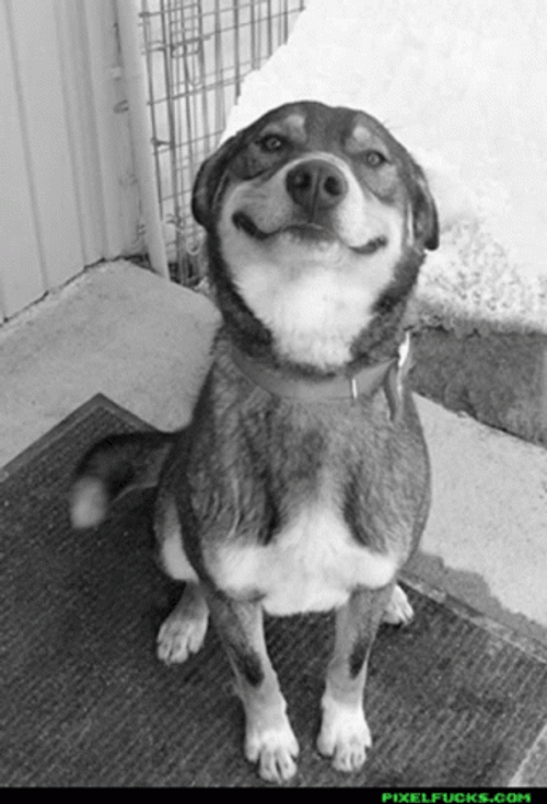 Smiling Dog Greyscale GIF