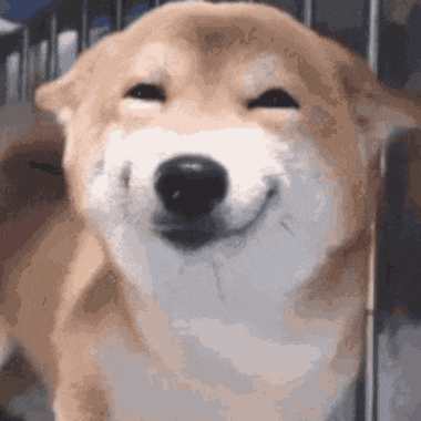 Smiling Dog Happy Gif GIF