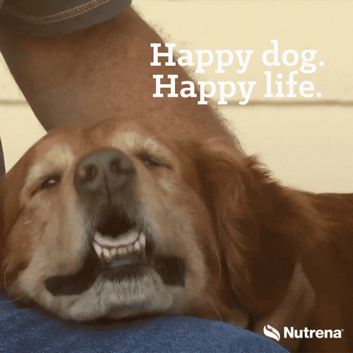 Smiling Dog Happy Nutrena Feed GIF