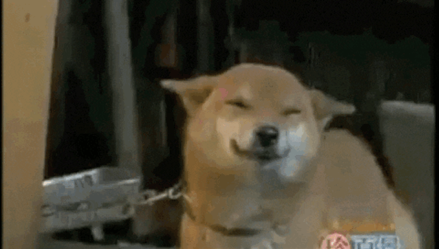 Smiling Dog In Chain GIF