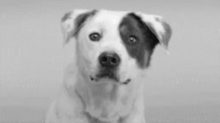Smiling Dog Jack Russell Terrier GIF