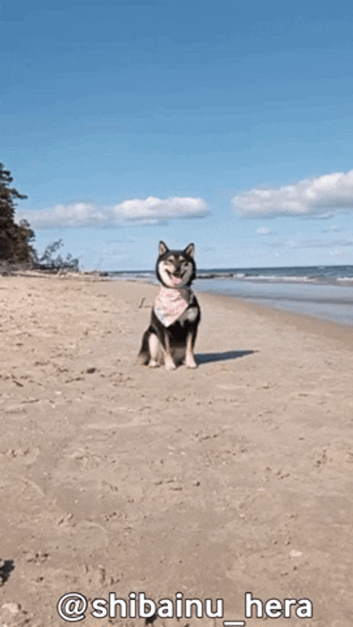 Smiling Dog On Beach GIF