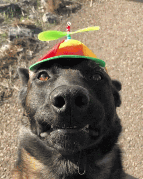 Smiling Dog Propeller Beanie GIF