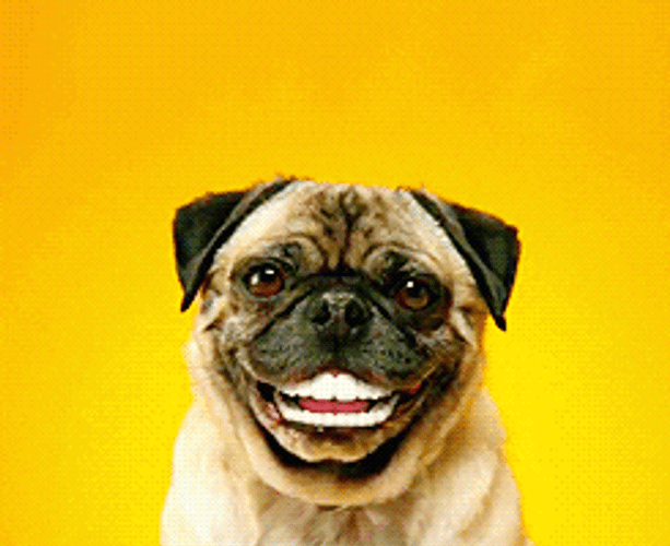 Smiling Dog Pug Laughing GIF