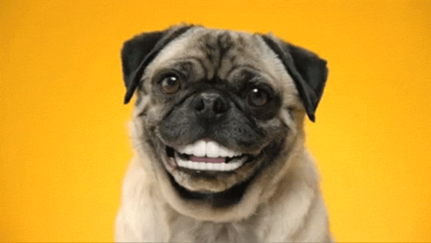 Smiling Dog Pug Teeth GIF