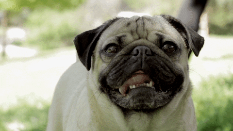 Smiling Dog Pug Tongue Lick GIF