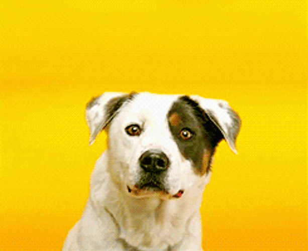 Smiling Dog Red Lips GIF