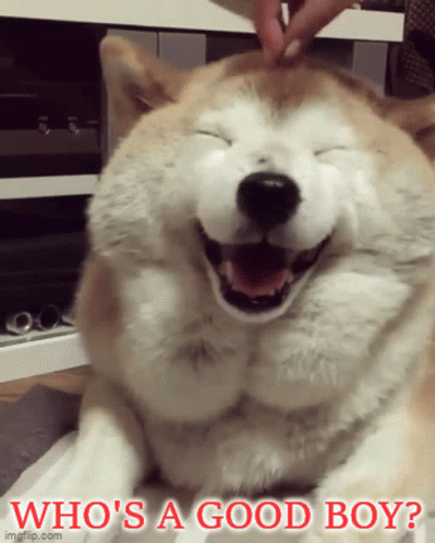 Smiling Dog Saying Who's a Good Boy