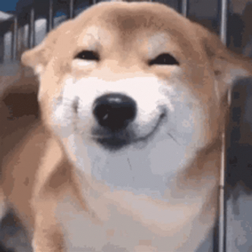 Smiling Dog Shiba Inu Tail Wagging GIF