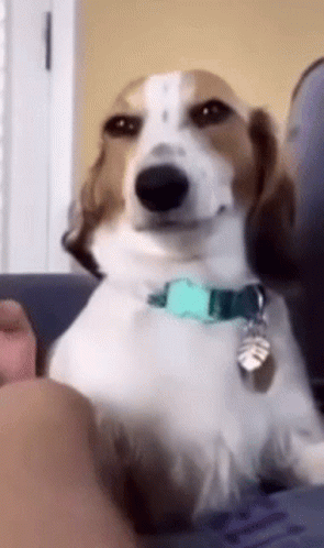 Smiling Dog Smirking GIF