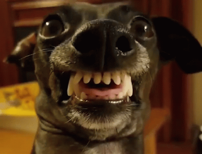 Smiling Dog Teeth Grin GIF
