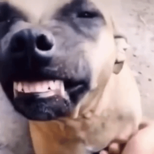 Smiling Dog Tickle GIF