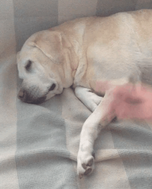 Smiling Dog Touch GIF