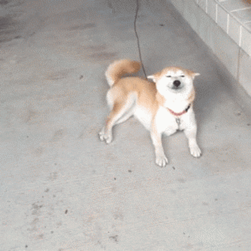Smiling Dog Wagging Tail GIF