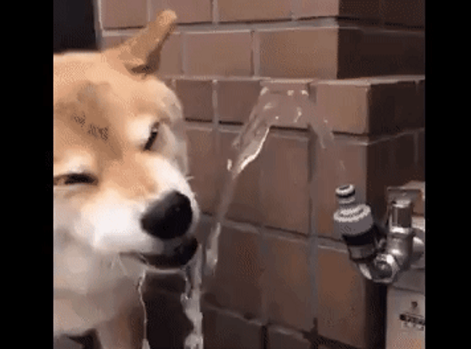 Smiling Dog Water Fountain GIF