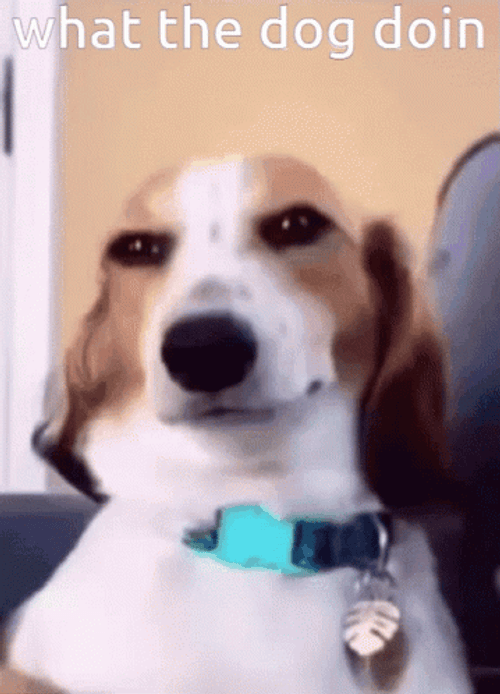Smiling Dog What The Dog Doin GIF