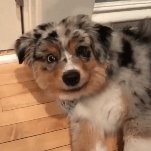 Smiling Dog Zoom In GIF