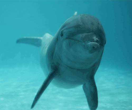 Smiling Dolphin Swimming GIF