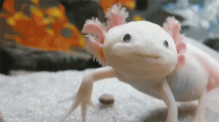 Smiling Face Axolotl Dancing Lizard GIF