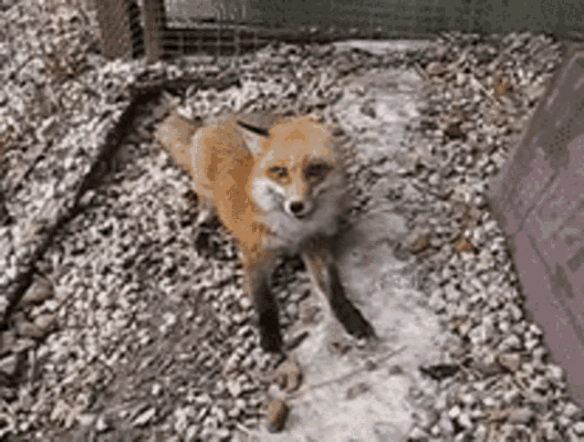 Smiling Little Fox GIF