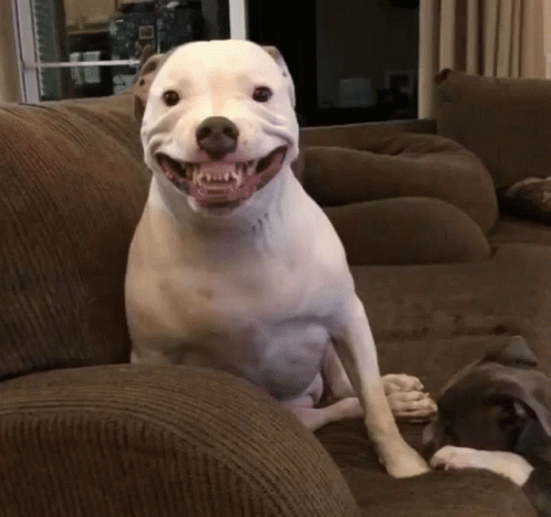 Smiling Pitbull GIF