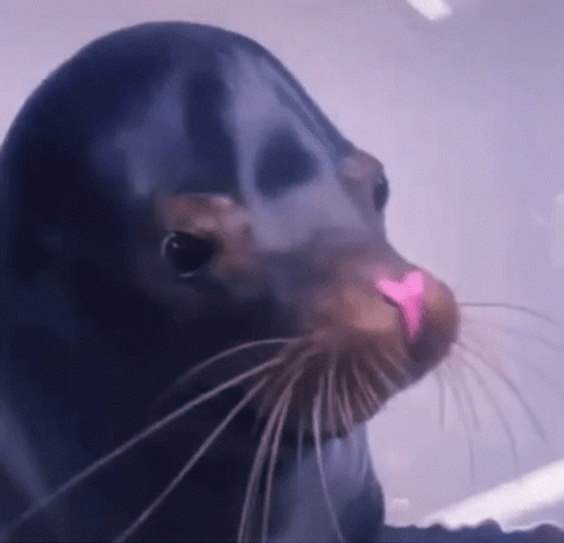 Smiling Seal In Pink Nose GIF