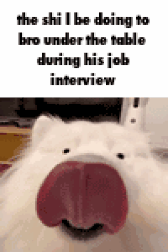 Smiling White Cat Sticking Out Red Tongue