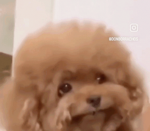 Smitten Cute Poodle Puppy Dog Eyes GIF