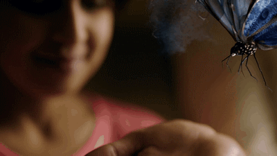 Smokey Blue Butterfly GIF