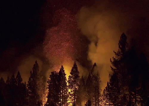 Smokey Forest Fire Burning GIF