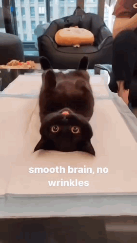 Smooth Brain No Wrinkles Cat Meme GIF