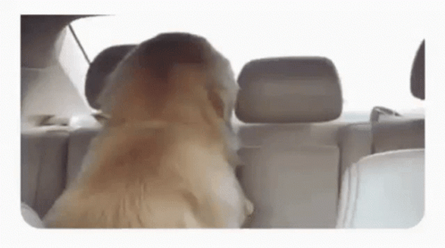 Smug Dog Creepy Look GIF