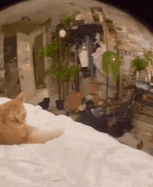 Smug Face Of Cat GIF