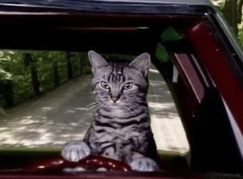 Smurf Cat Meme Car Driving GIF