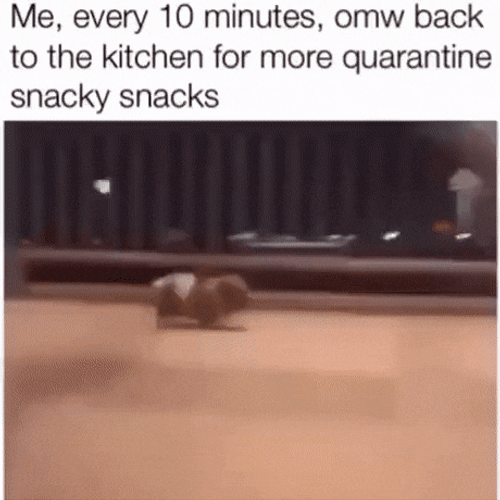 Snacks Cute Dog Walking On My Way To The Kitchen GIF