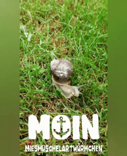 Snail Crawling in Grass Moin