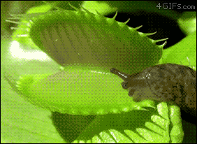 Snail Crawling On A Venus Fly Trap GIF