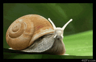 Snail Crawling on Green Leaf