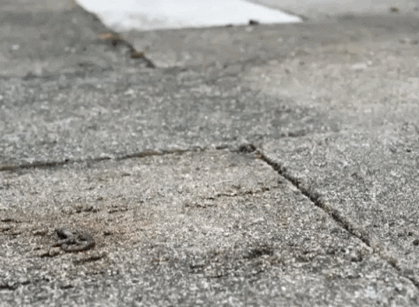 Snail Fast Crawling Road GIF