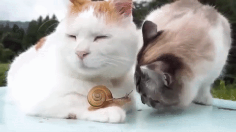 Snail With Cats Kiss GIF