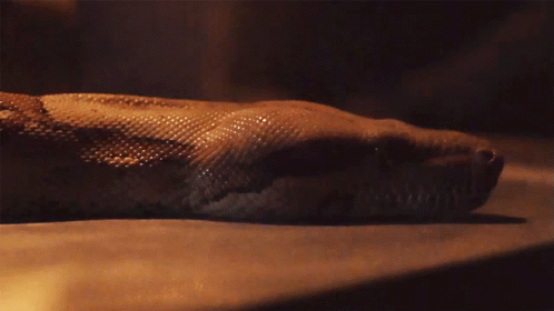 Snake Close Up Dark Background GIF