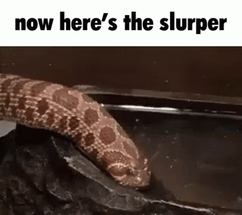 Snake Crawling on Rock Now Here S The Slurper