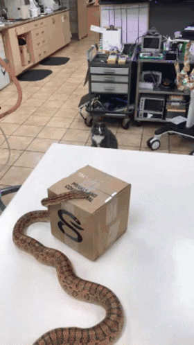 Snake Laying Next To Cardboard Box Saying Physical Therapy GIF