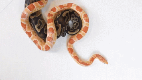 Snake Laying on Another Snake