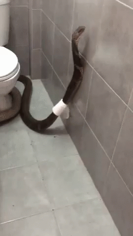 Snake Sticking Head Out Of Toilet GIF