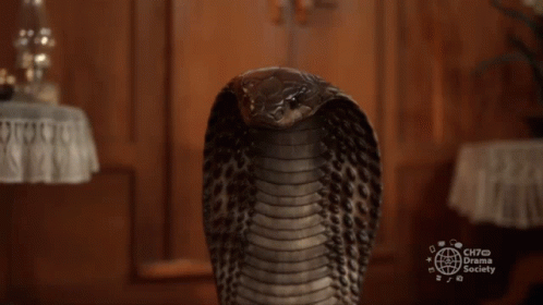 Snake With Ch70 Drama Society