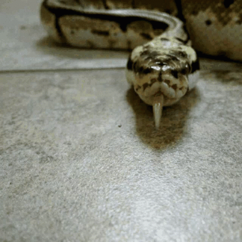 Snake with Long Tongue