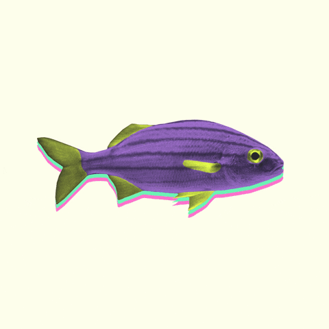 Snapper Cartoon Fish Meme GIF